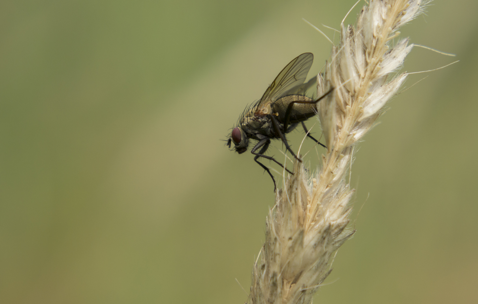 Photos of insects. - My, The photo, Insects