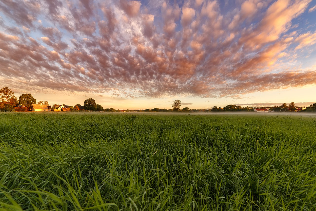 Leningrad region. - The photo, Nature, Leningrad region, Longpost