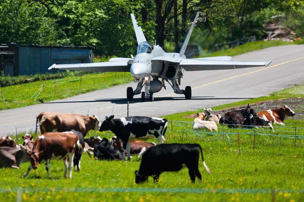 War and Peace - The photo, Airplane, Cow, Neighbours