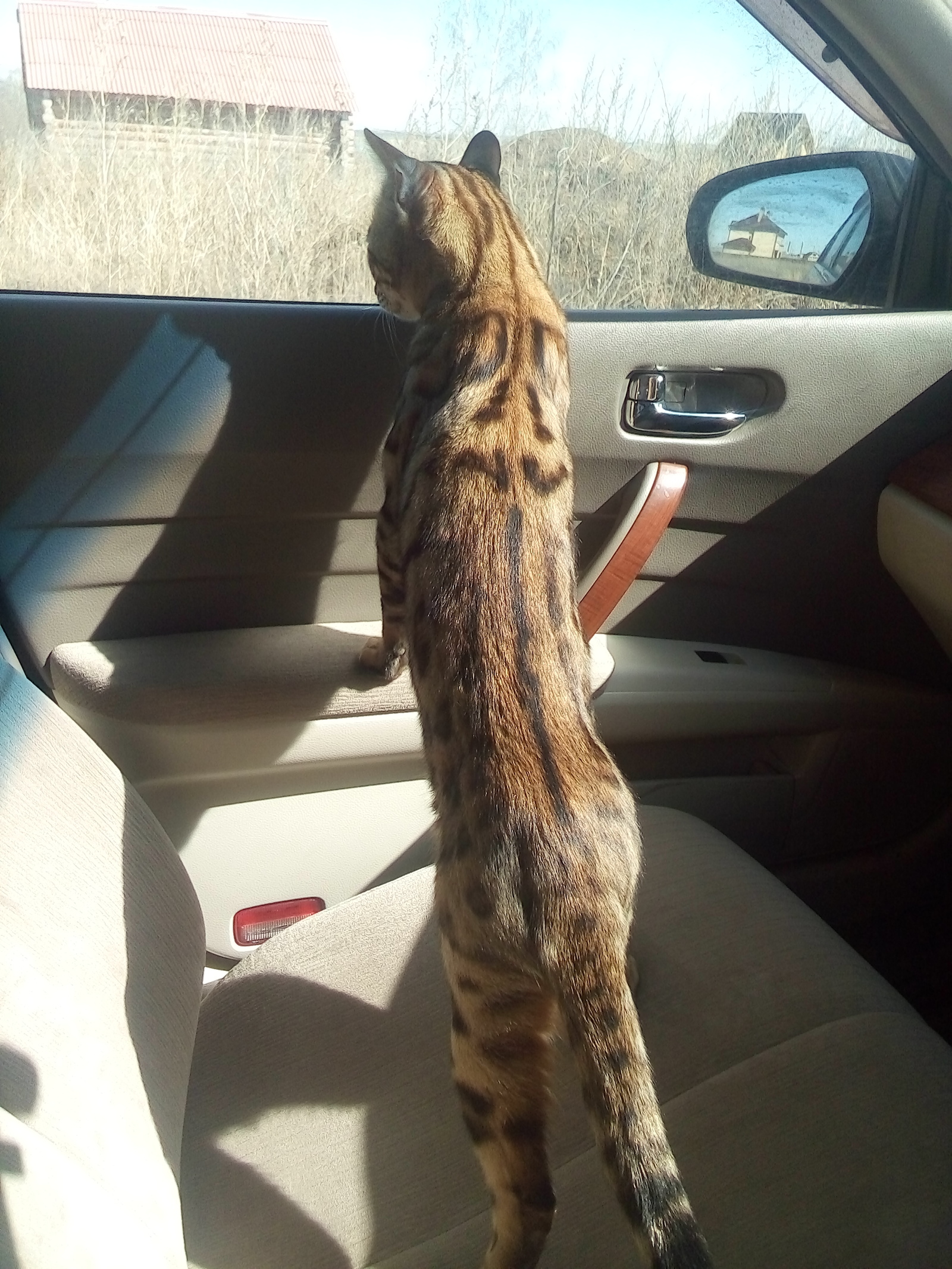 Chelyabinsk!!! Bengal cat found - My, Lost, Chelyabinsk, Bengal cat, Longpost, cat, The photo, Help, No rating