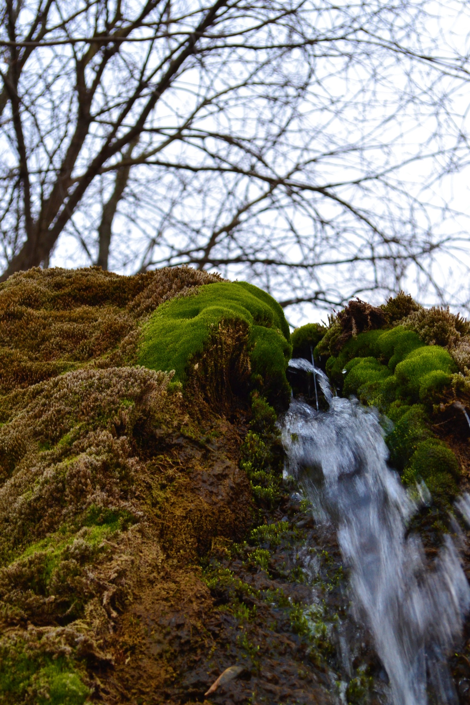 Spring is coming?? - My, Spring, Grass, Stream, Moss, Water, Longpost, Nature