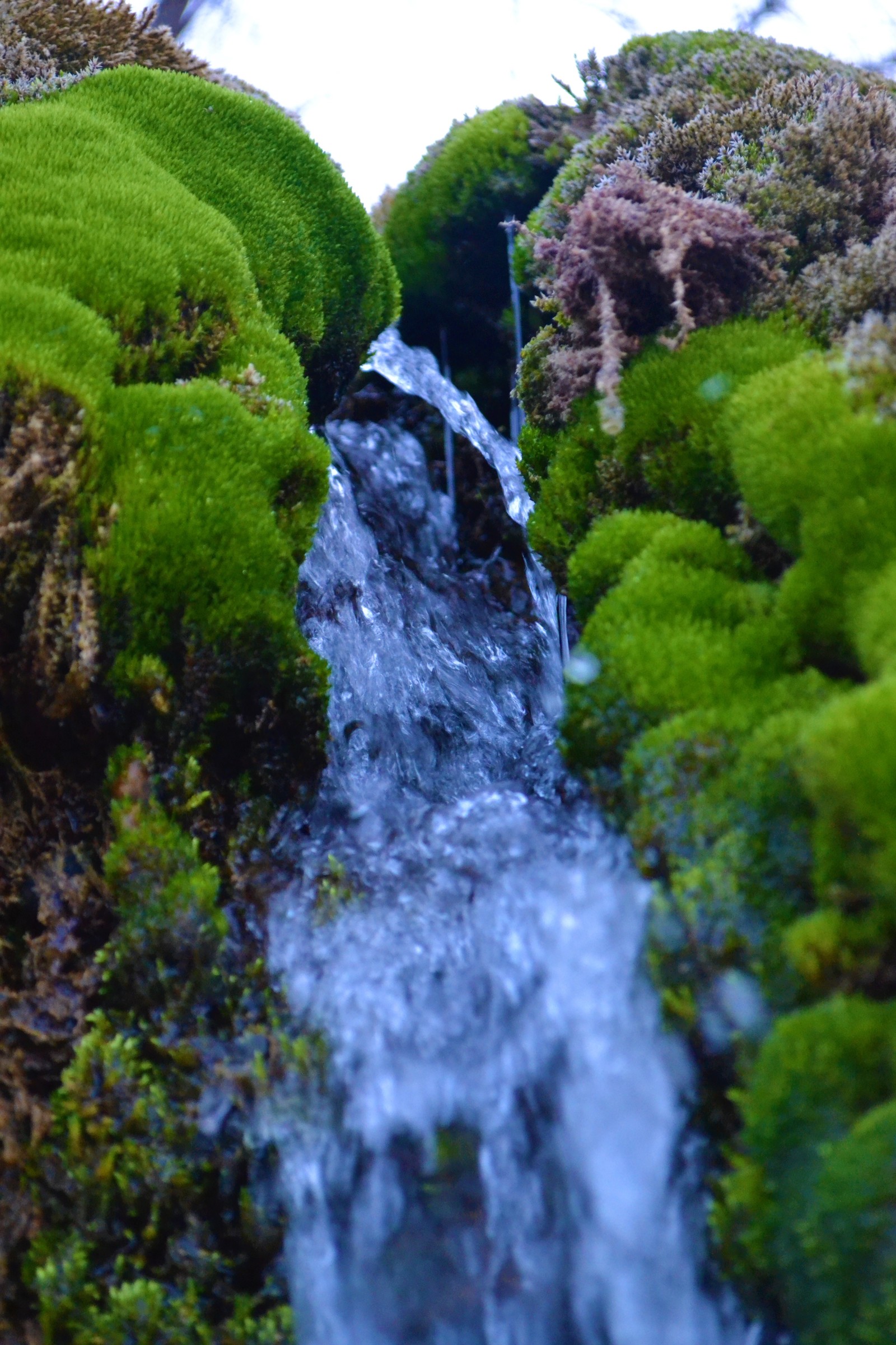 Spring is coming?? - My, Spring, Grass, Stream, Moss, Water, Longpost, Nature