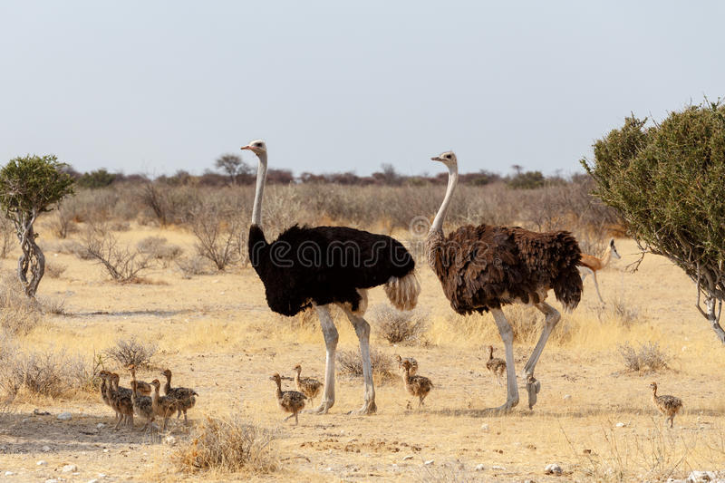 Ostrich. - Ostrich, Nature, , GIF, Longpost