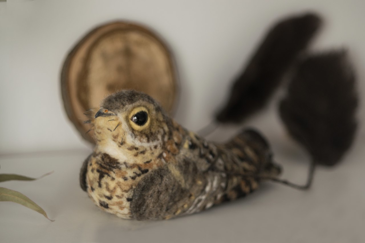 African pennant nightjar. dry felting - My, Nightjar, Dry felting, Needlework without process, , Birds, Longpost