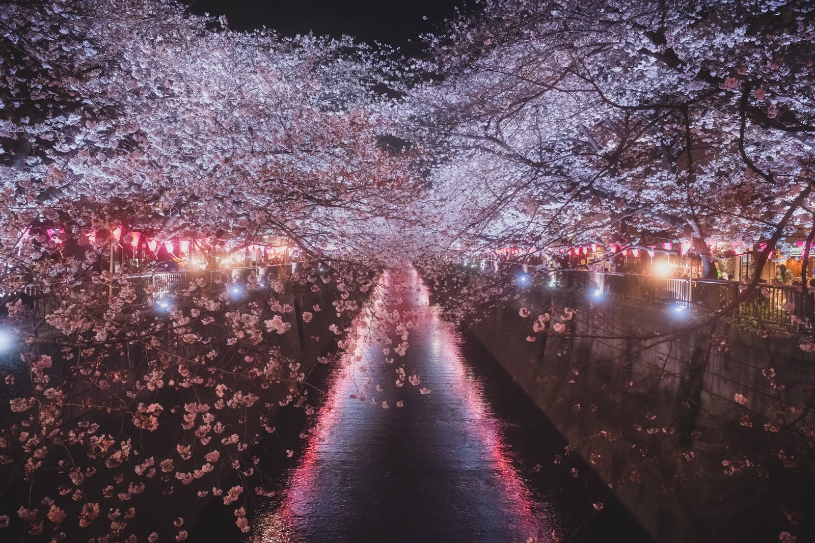 Meguro - a river dotted with sakura - Japan, Tokyo, Sakura, Flowers, The photo, Unusual, Beautiful, Longpost