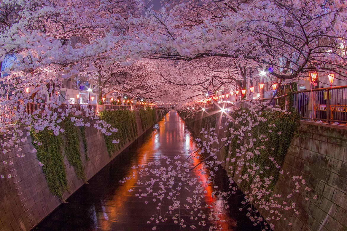 Meguro - a river dotted with sakura - Japan, Tokyo, Sakura, Flowers, The photo, Unusual, Beautiful, Longpost