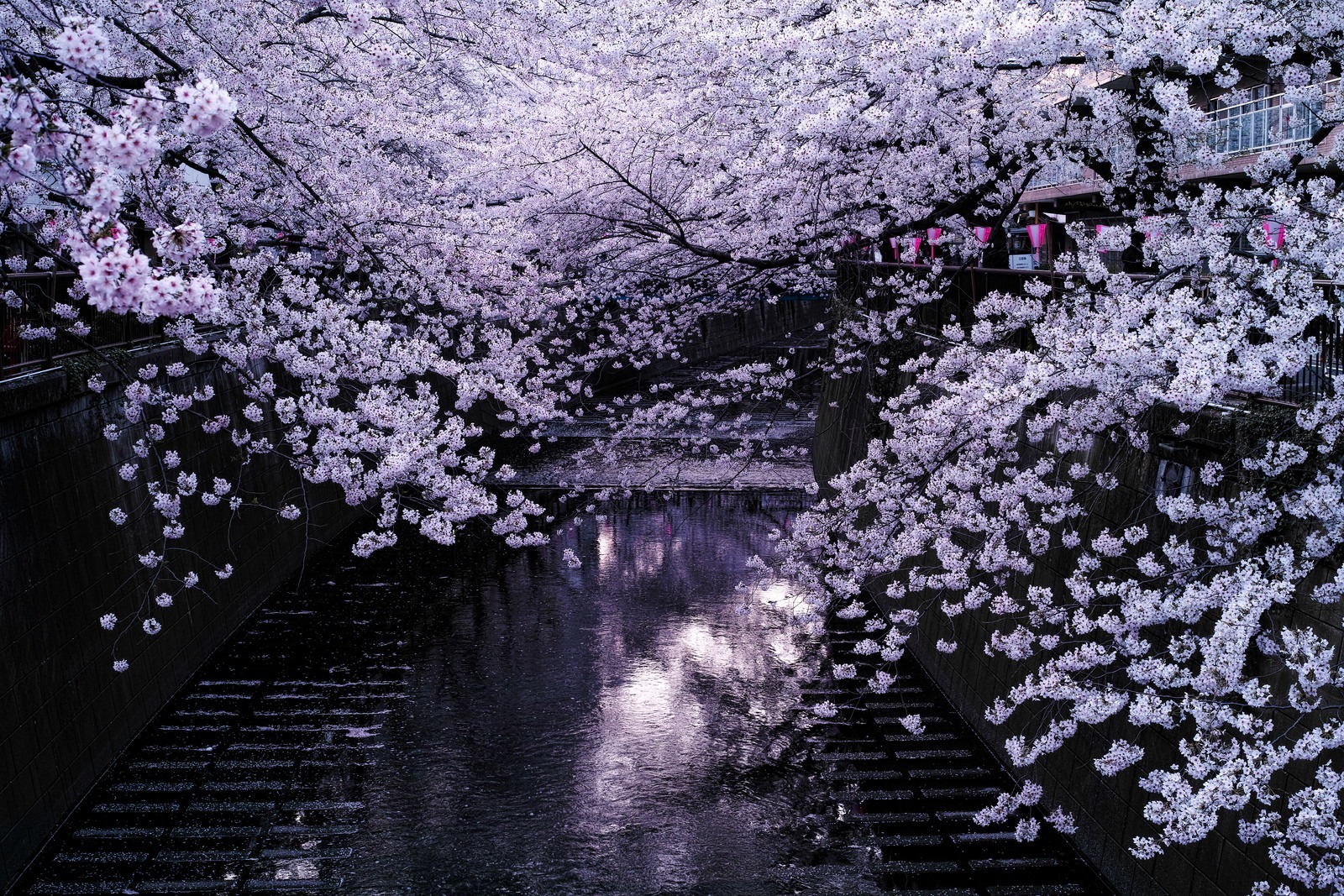 Meguro - a river dotted with sakura - Japan, Tokyo, Sakura, Flowers, The photo, Unusual, Beautiful, Longpost