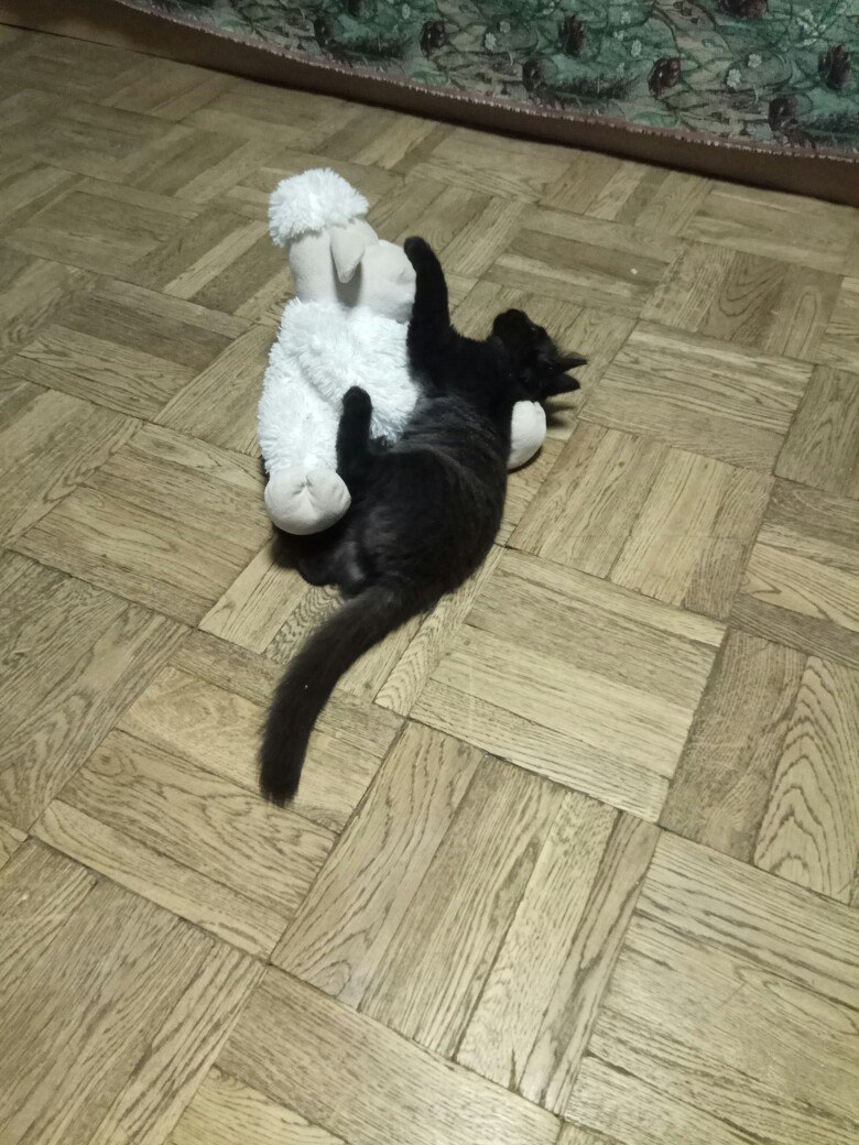 I give a cat, 3 months St. Petersburg - My, cat, I will give the cat for free, Saint Petersburg, Kittens, Longpost, No rating, In good hands