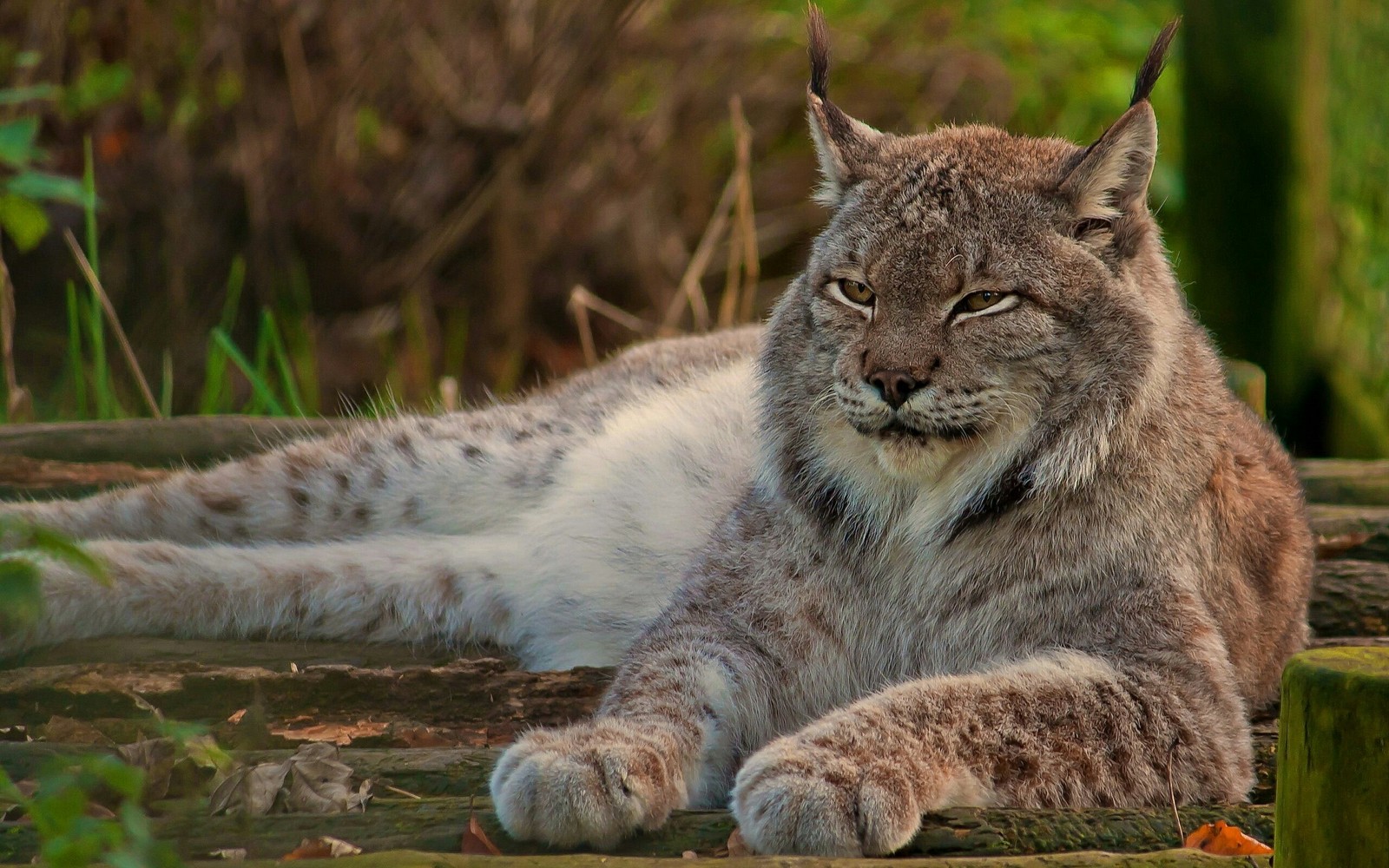 Canadian lynx - Lynx, Animals, Milota, Winter, Paws, cat