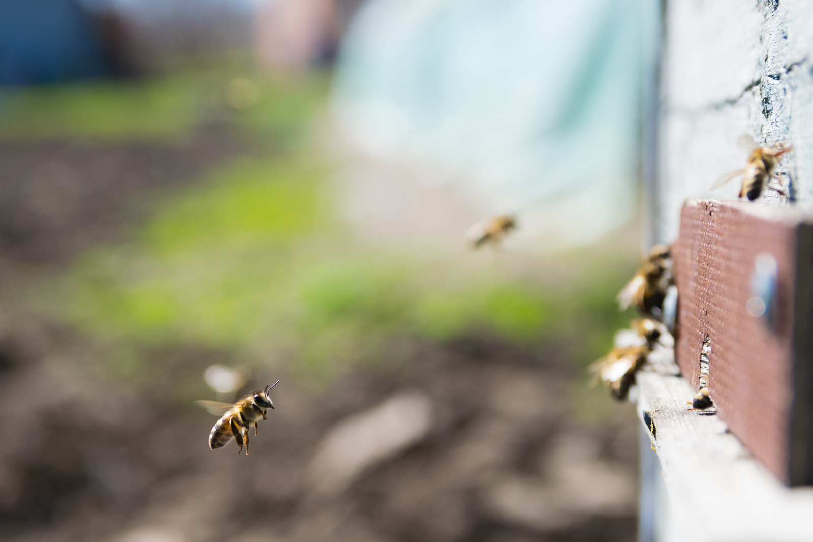 Bees - My, The photo, Bees, Insects, Hymenoptera, Arthropods, Eukaryotes, Nikon, Animals, Longpost