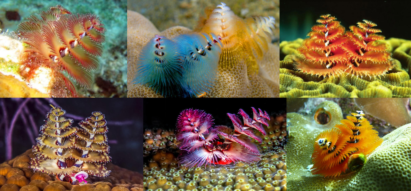 (Not) a lot of cute marine stuff - Sea worm, , Ocean, GIF, Longpost