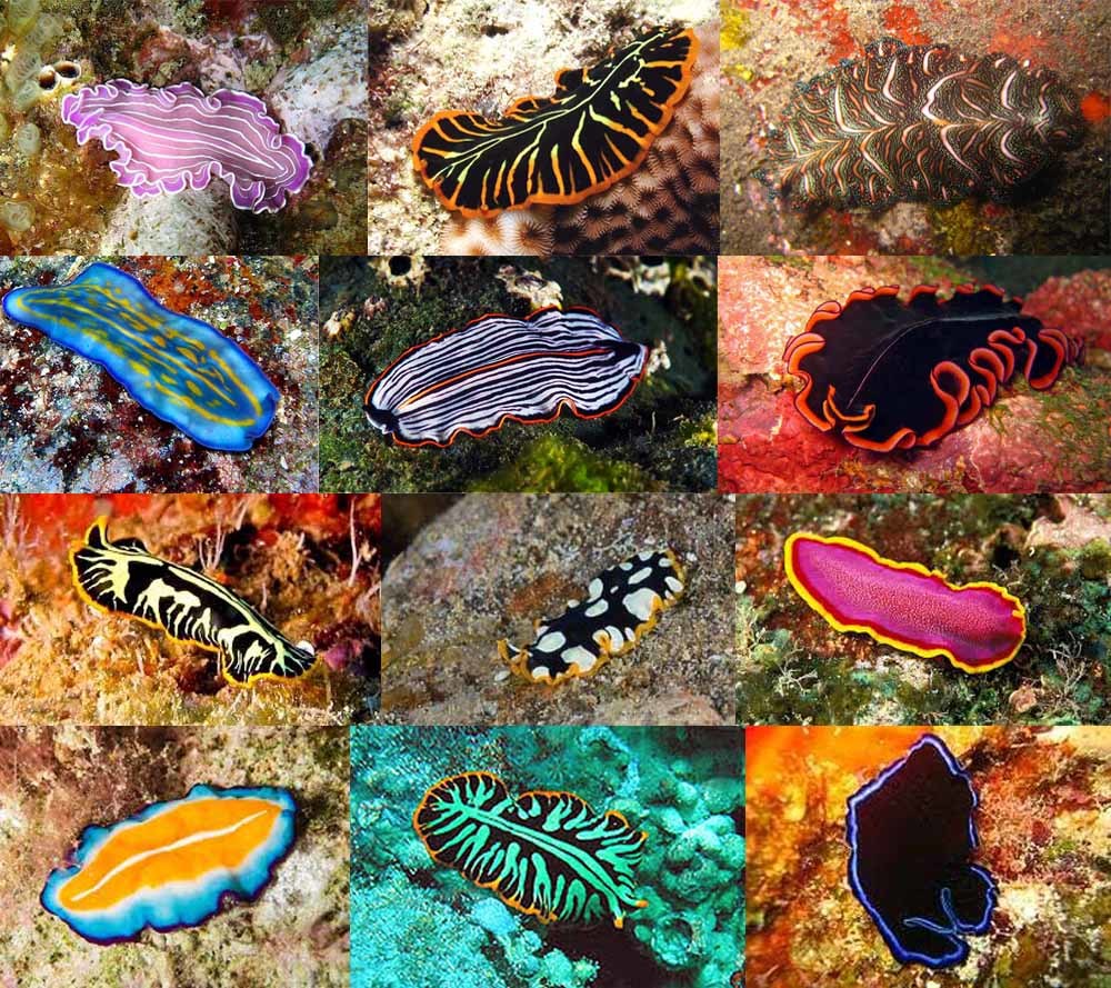 (Not) a lot of cute marine stuff - Sea worm, , Ocean, GIF, Longpost