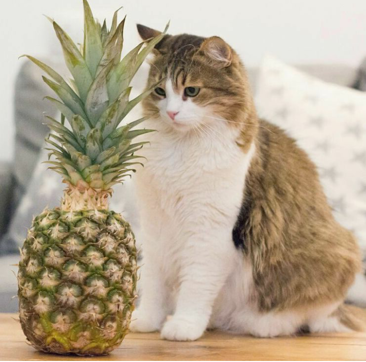 Introduction to pineapple - cat, A pineapple, Acquaintance, First meeting, Pets, Catomafia, Milota, , Longpost