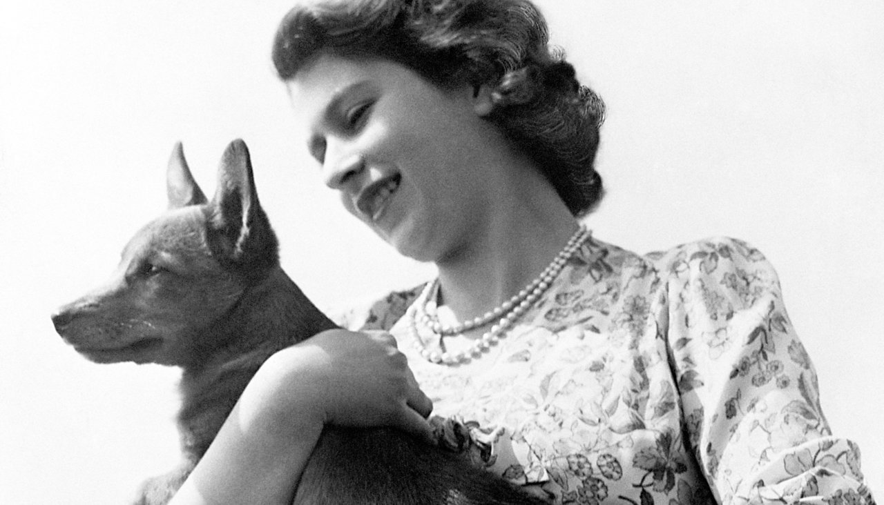 Queen Elizabeth II's last corgi has died. - Queen Elizabeth II, Corgi, Video, Longpost