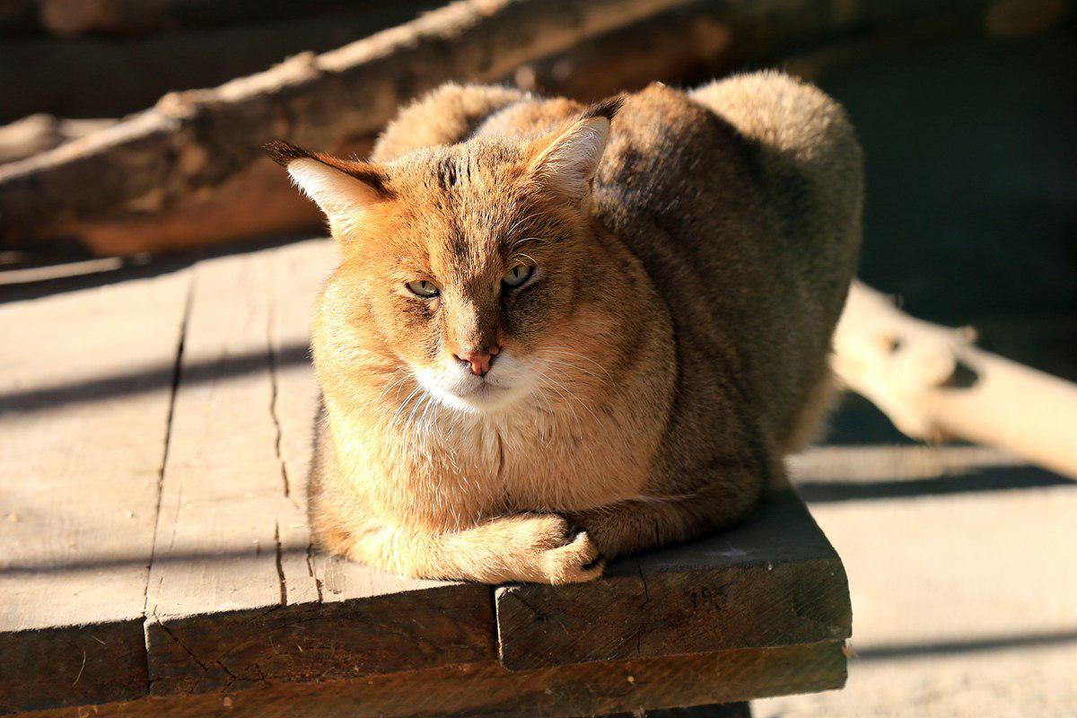 Reed cat or marsh lynx. - Jungle cat, cat, Cat family, Predator, Animals, , , Text, Longpost, Predatory animals