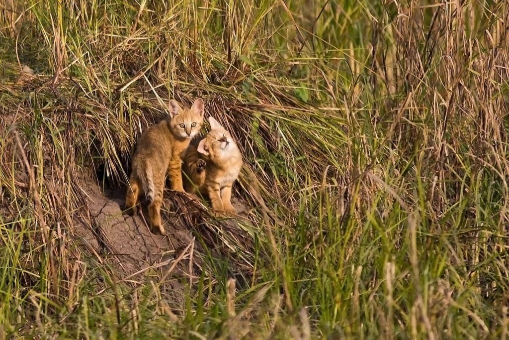 Reed cat or marsh lynx. - Jungle cat, cat, Cat family, Predator, Animals, , , Text, Longpost, Predatory animals