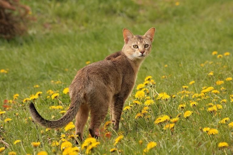 Reed cat or marsh lynx. - Jungle cat, cat, Cat family, Predator, Animals, , , Text, Longpost, Predatory animals