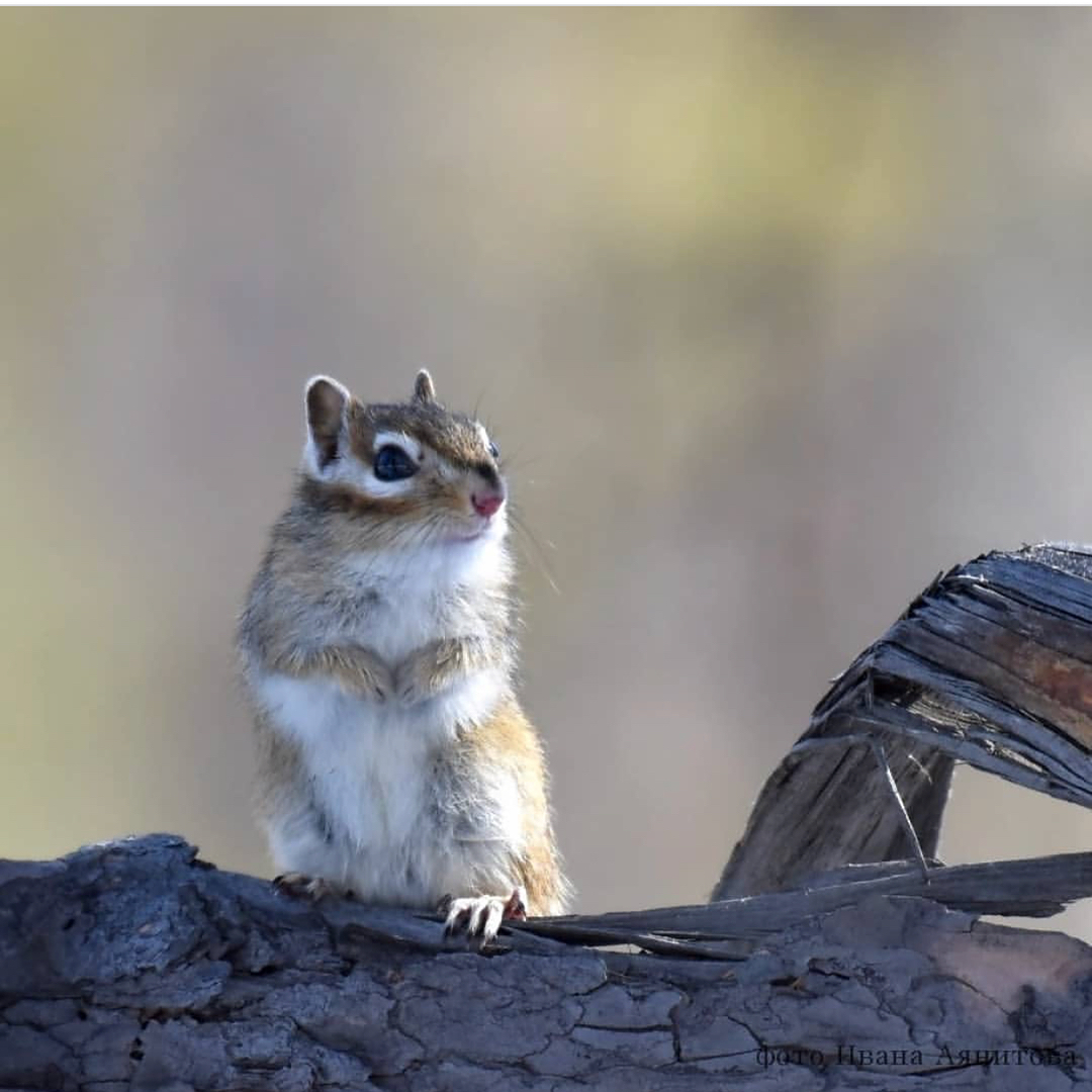 Chipmunk after a long hibernation... it seems he has a ritual meeting with the Sun - Yakutia, Chipmunk, Hibernation, , Animals, Nature, The photo, Longpost, The sun