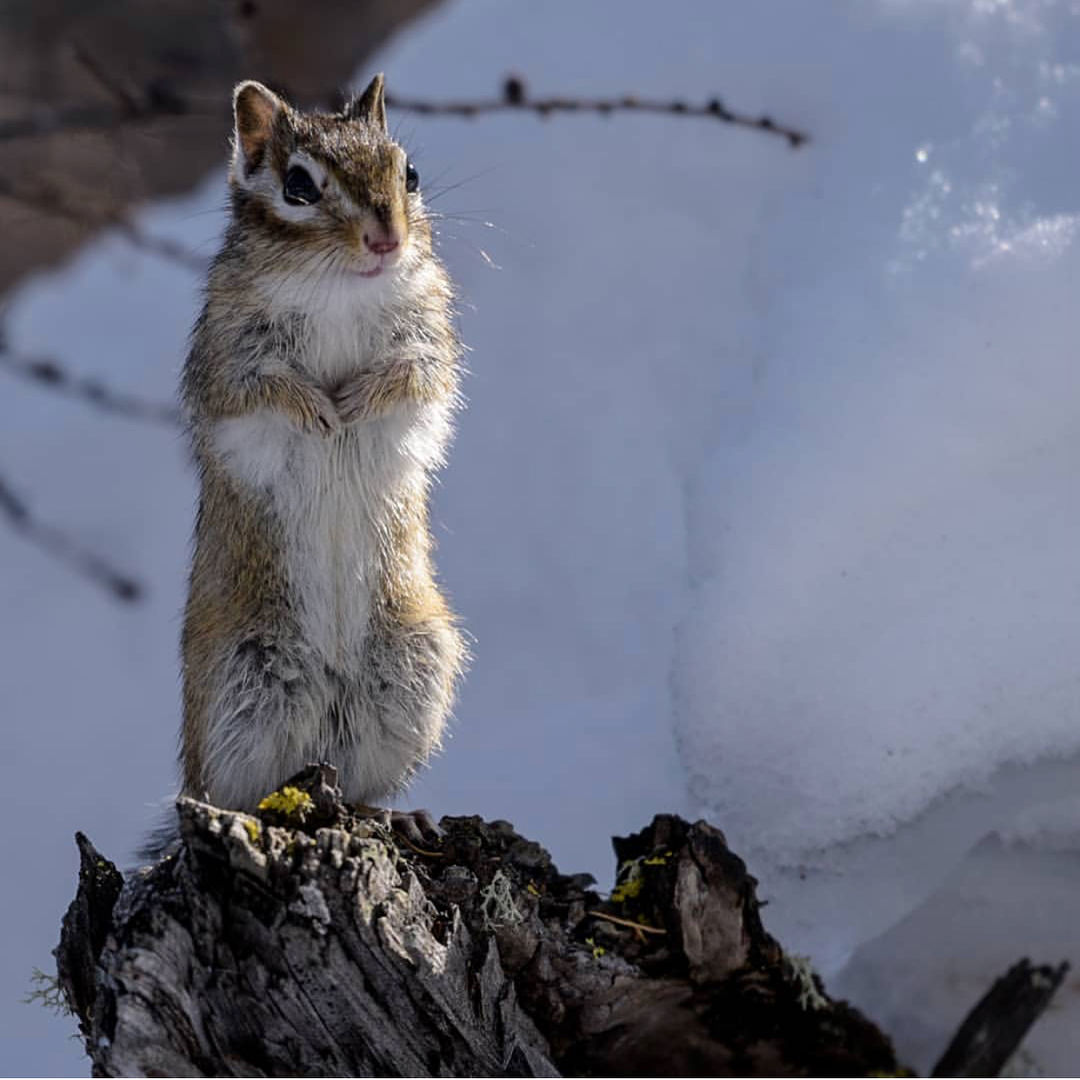 Chipmunk after a long hibernation... it seems he has a ritual meeting with the Sun - Yakutia, Chipmunk, Hibernation, , Animals, Nature, The photo, Longpost, The sun