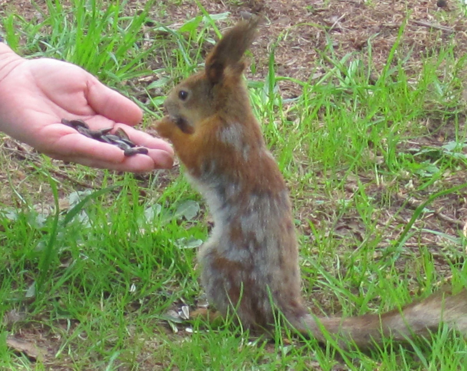 Watch out squirrels! - My, Elagin Island, Squirrel, Carefully, Longpost