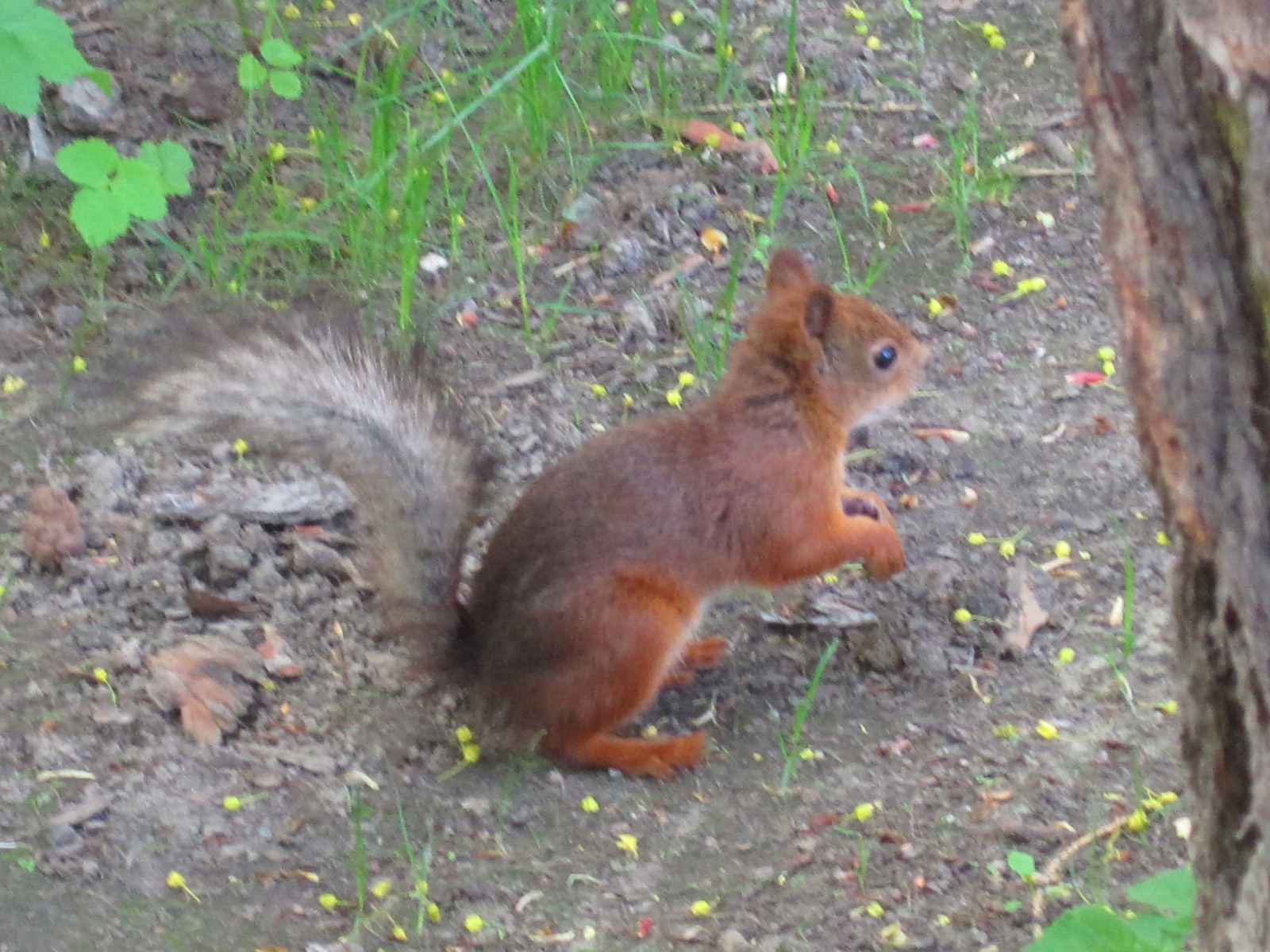 Watch out squirrels! - My, Elagin Island, Squirrel, Carefully, Longpost