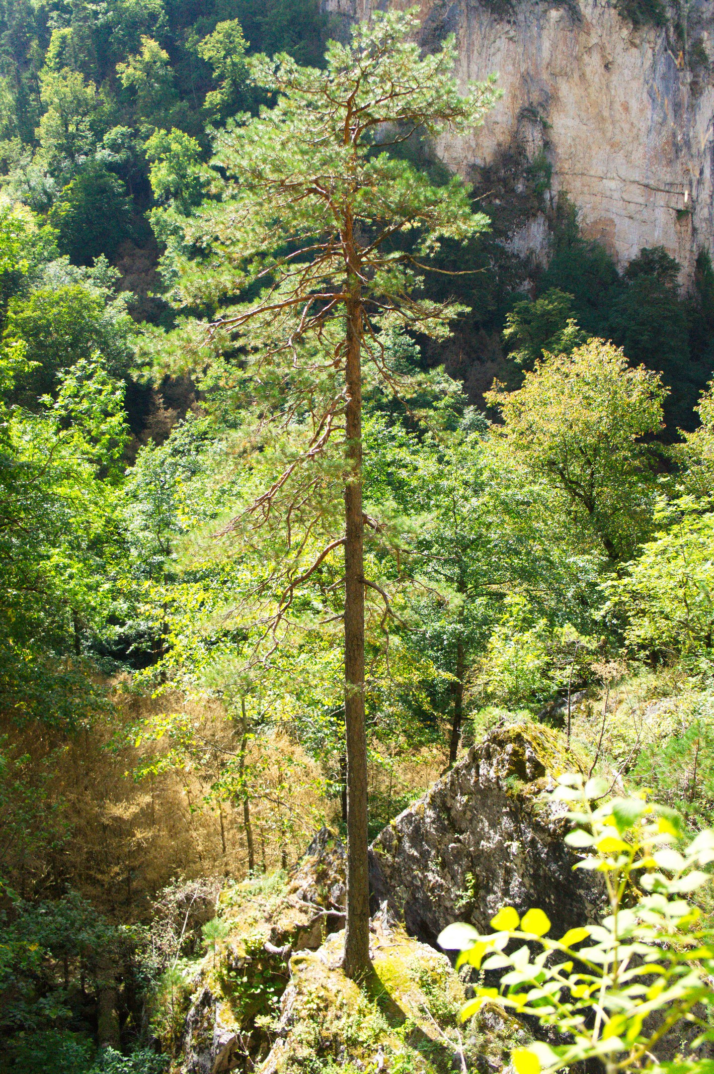 Guam Gorge. Lagonaki Highlands - My, The photo, Guam gorge, , Longpost