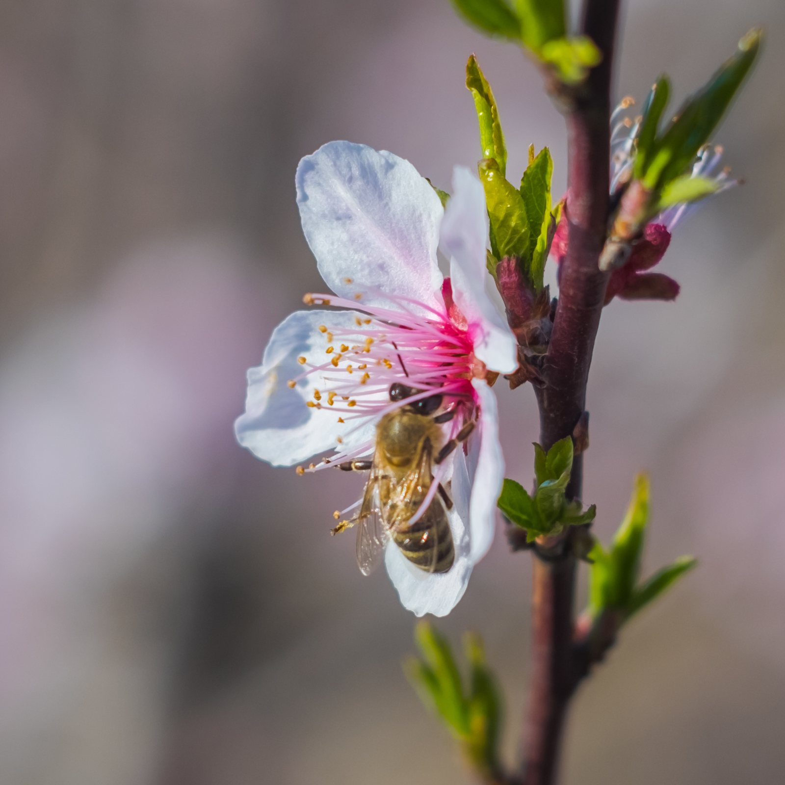 Shaw, pikabushniks living in Russia, how are you doing? Spring came? - My, Краснодарский Край, Spring, Heat, Flowers, Mockery, Kuban, Black Sea, South, Longpost