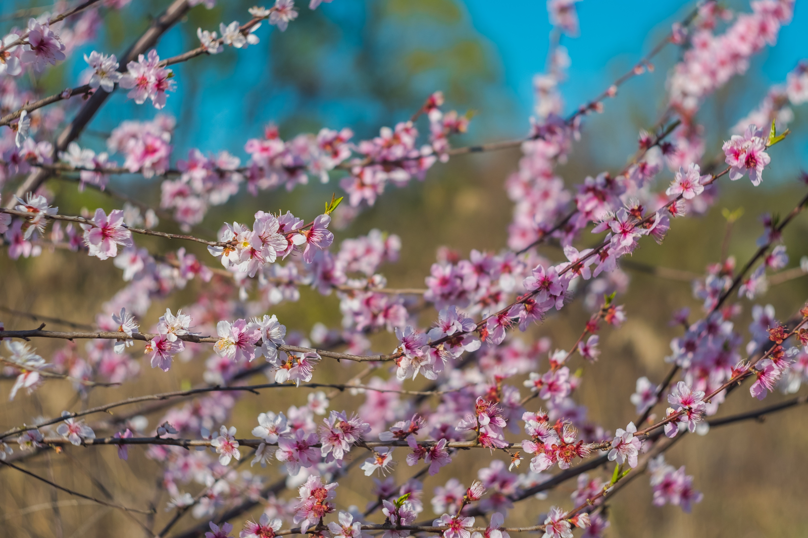 Shaw, pikabushniks living in Russia, how are you doing? Spring came? - My, Краснодарский Край, Spring, Heat, Flowers, Mockery, Kuban, Black Sea, South, Longpost