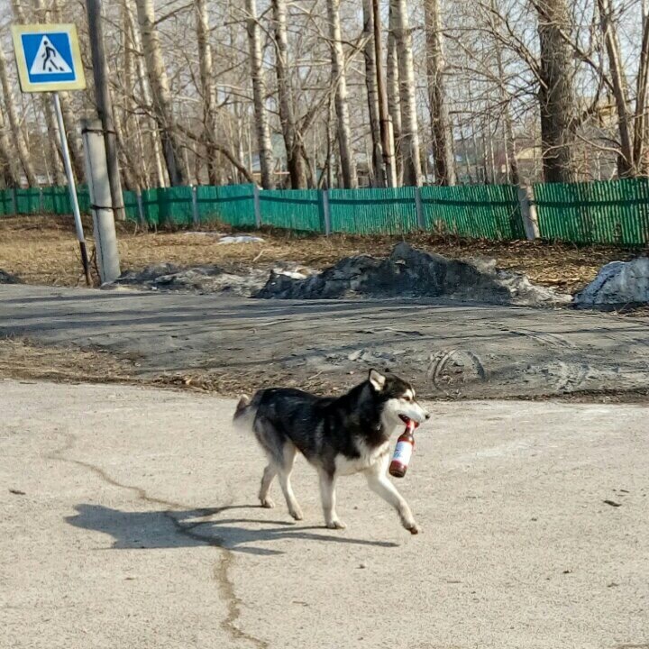 С пятницей - Моё, Собака, Пиво, Пятница