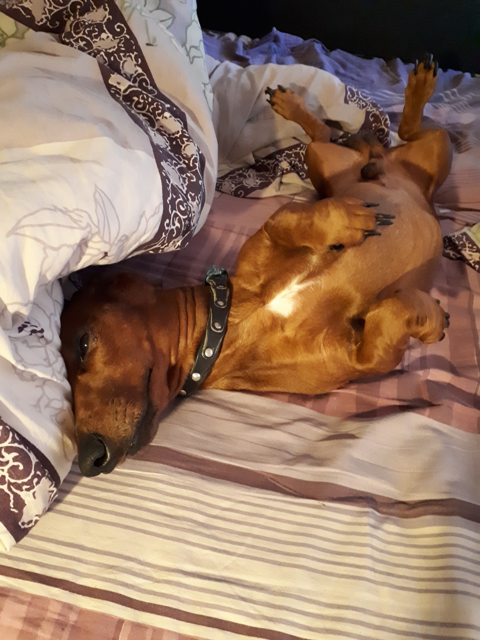 Ah, the life of a dog! - My, Dog, Dachshund