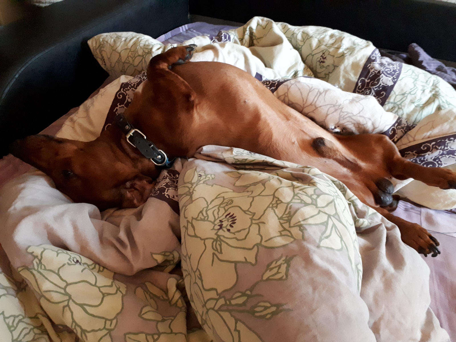 Ah, the life of a dog! - My, Dog, Dachshund