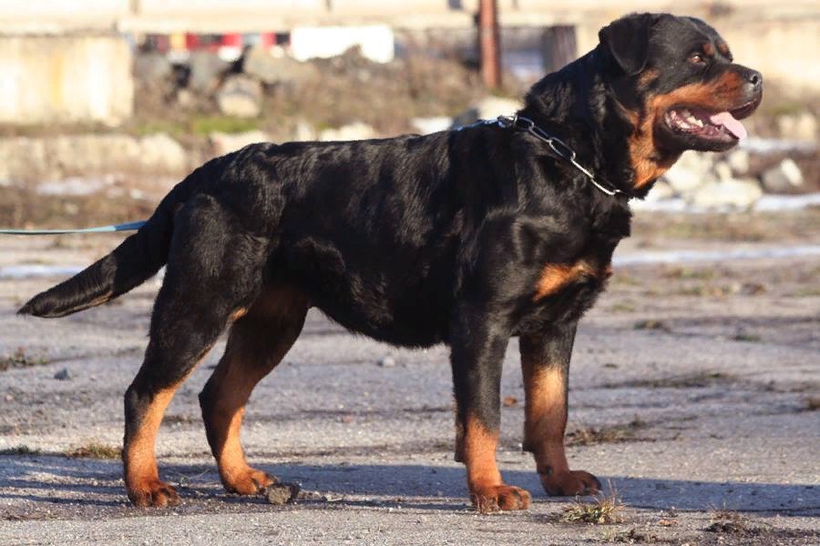 Rottweiler - Diana Udovichenko, Animals, Mat, Longpost, Dog