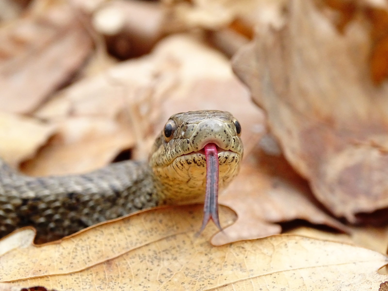 Meeting with the Patterned snake, on Senka's hat (20.04.18) - My, Snake, Patterned Runner, Primorsky Krai, Oktyabrsky District, Senkina hat, Longpost