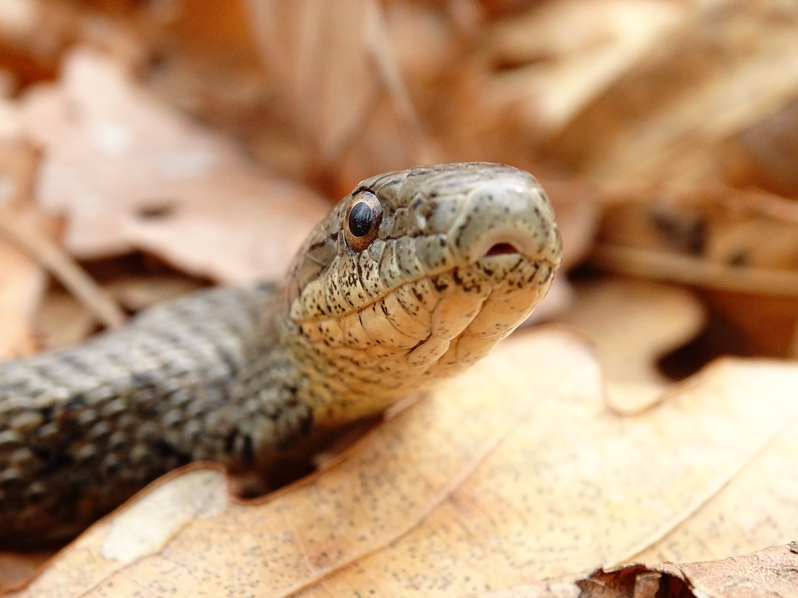 Meeting with the Patterned snake, on Senka's hat (20.04.18) - My, Snake, Patterned Runner, Primorsky Krai, Oktyabrsky District, Senkina hat, Longpost