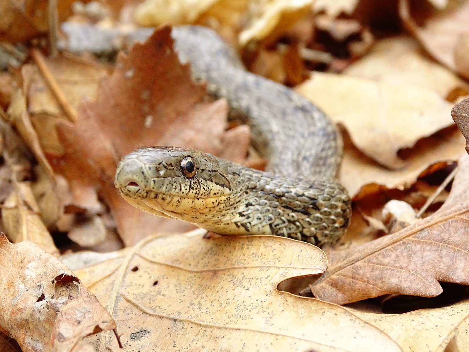 Meeting with the Patterned snake, on Senka's hat (20.04.18) - My, Snake, Patterned Runner, Primorsky Krai, Oktyabrsky District, Senkina hat, Longpost