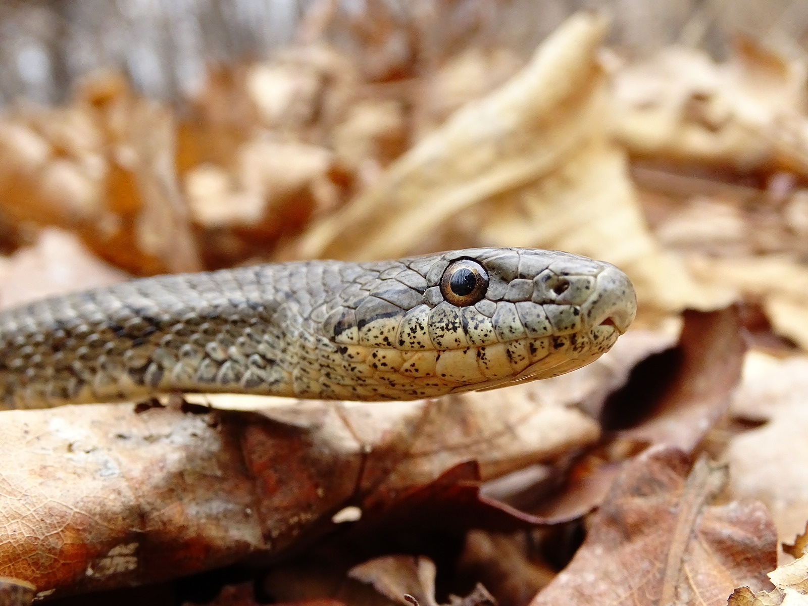 Meeting with the Patterned snake, on Senka's hat (20.04.18) - My, Snake, Patterned Runner, Primorsky Krai, Oktyabrsky District, Senkina hat, Longpost