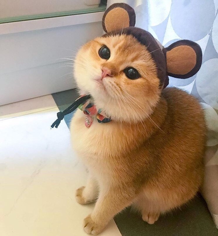 cat - cat, Mouse, Ears, The photo