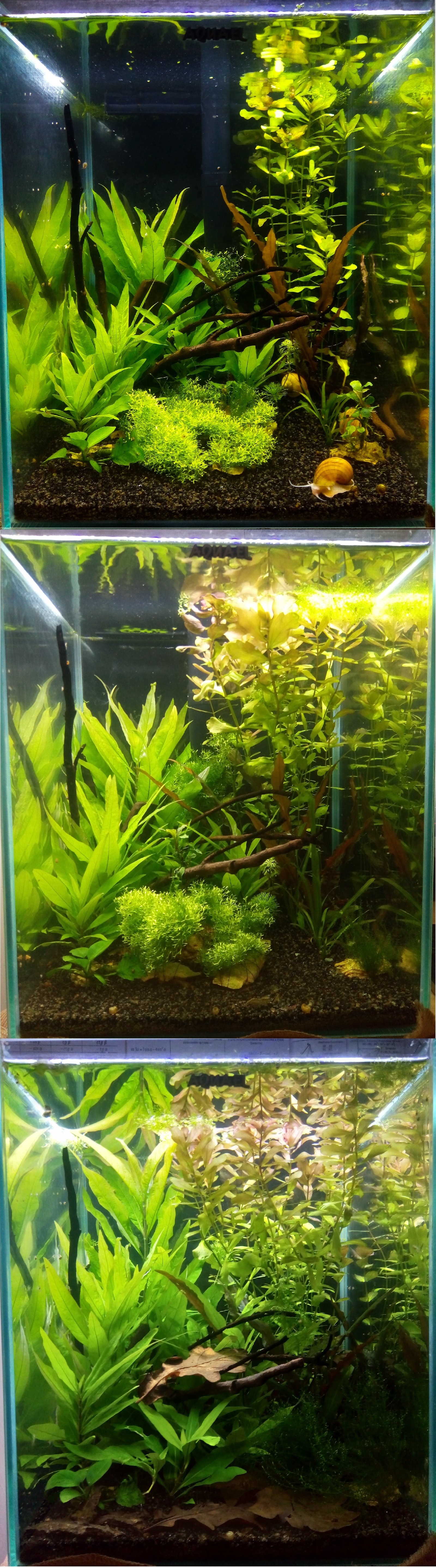 Nano aquarium 30 liters, monthly changes - My, Aquarium, Aquarium, Plants, The photo, Animals, Longpost