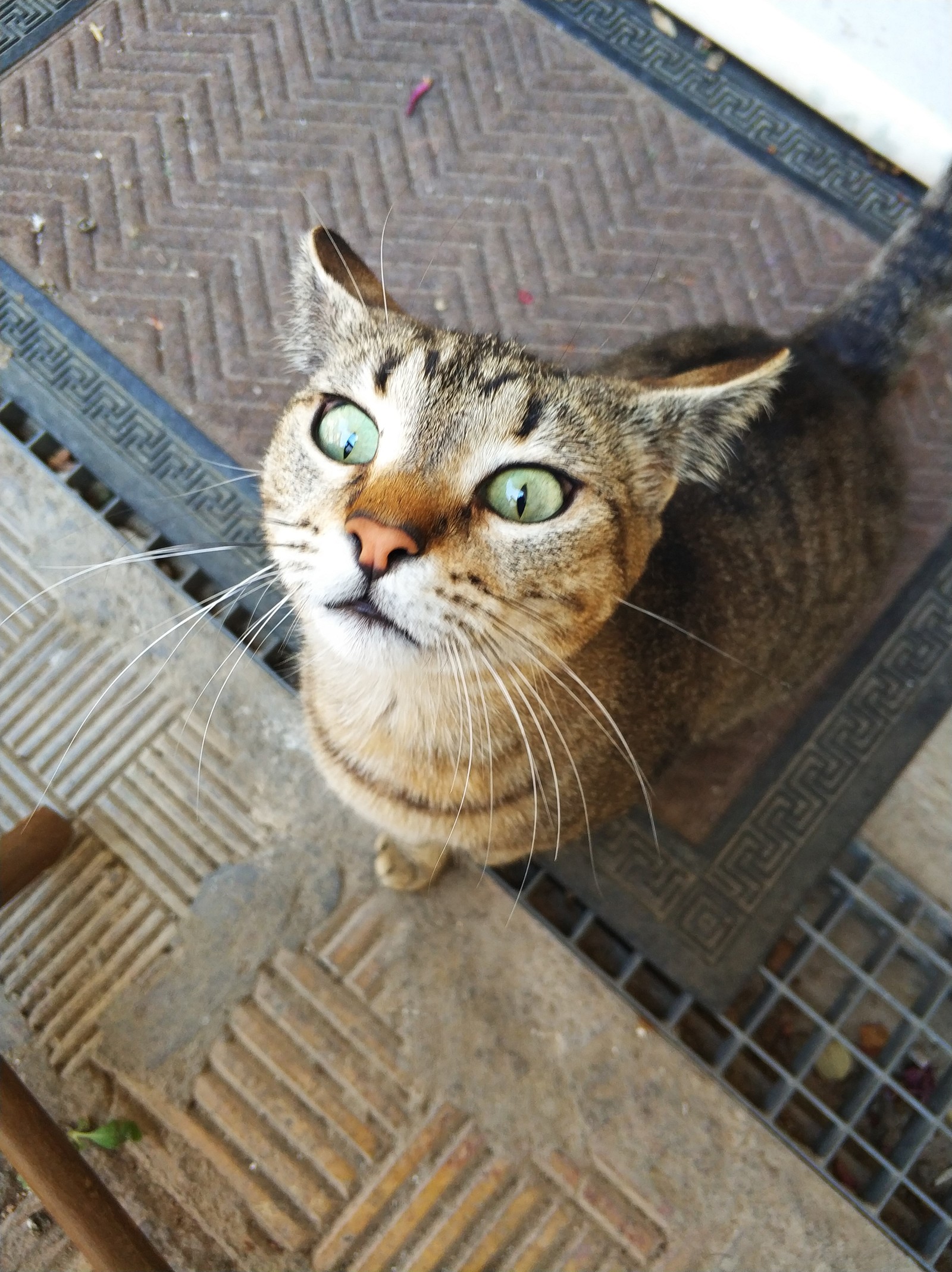 Mint? Mint! - My, cat, Covered, The photo, Longpost