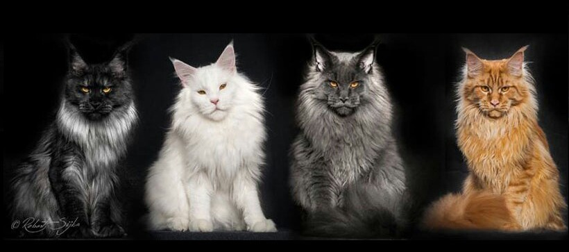 Loaf, loaf, choose whom you want. - Maine Coon, cat, beauty