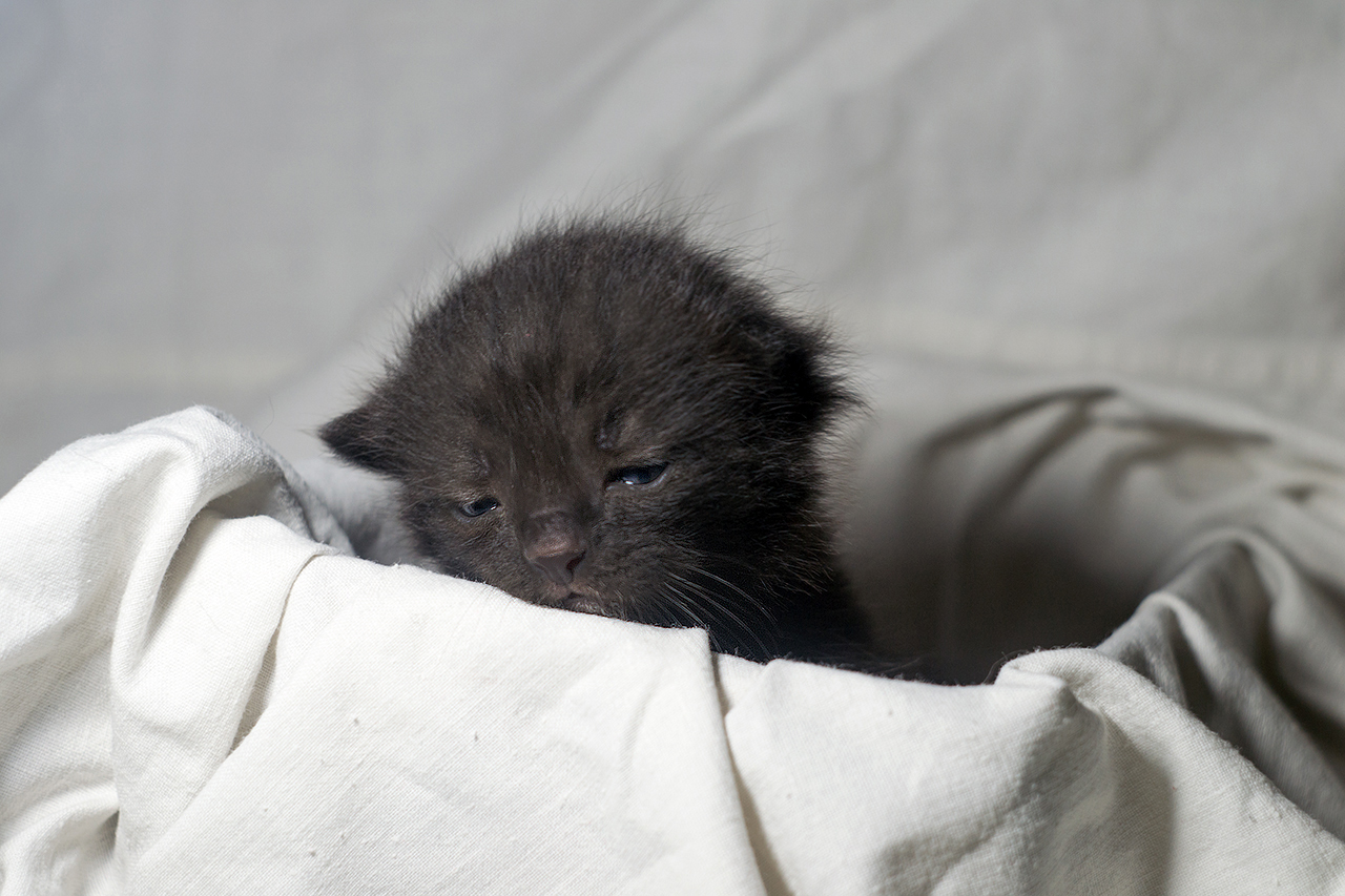 Depressed - My, cat, Depressed, The photo