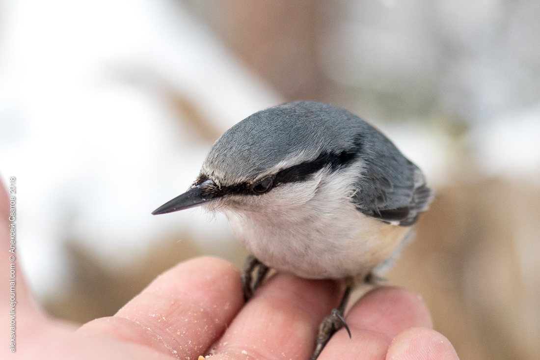 Who taught people how to build houses? - My, Birds, Nuthatch, Buryatia, Longpost