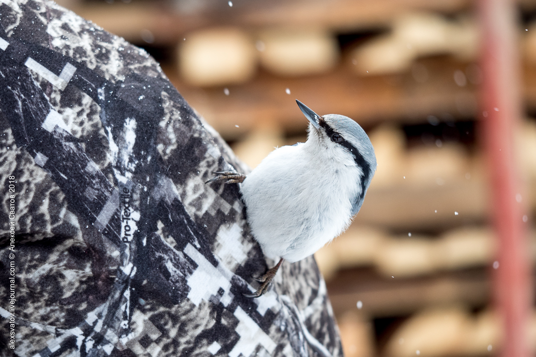 Who taught people how to build houses? - My, Birds, Nuthatch, Buryatia, Longpost