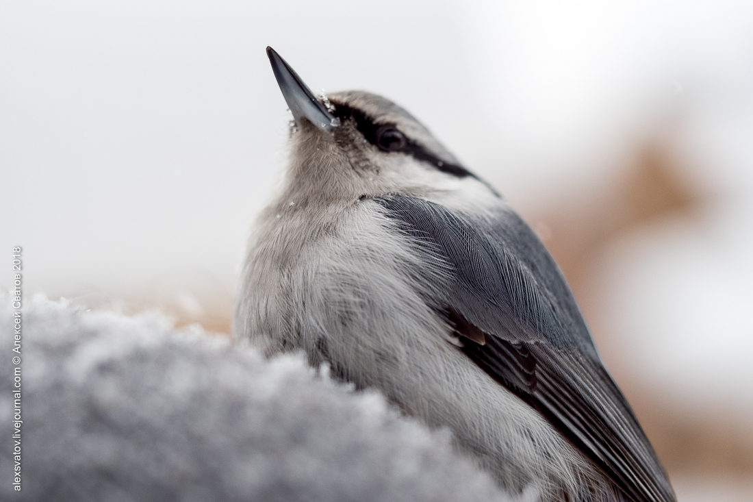 Who taught people how to build houses? - My, Birds, Nuthatch, Buryatia, Longpost