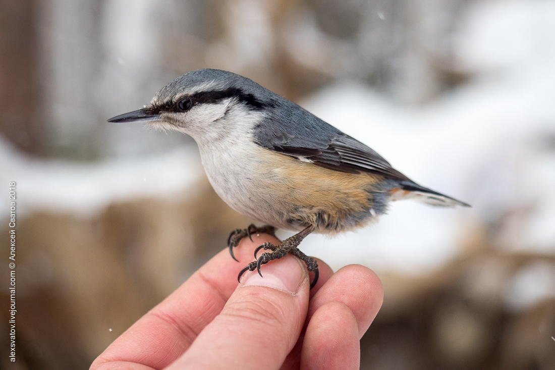 Who taught people how to build houses? - My, Birds, Nuthatch, Buryatia, Longpost