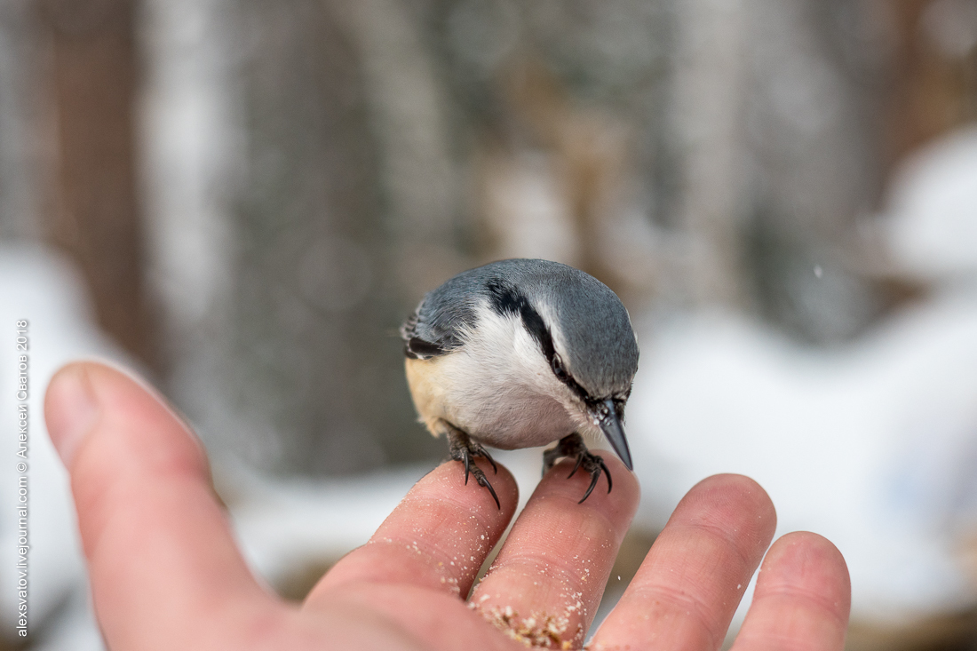 Who taught people how to build houses? - My, Birds, Nuthatch, Buryatia, Longpost