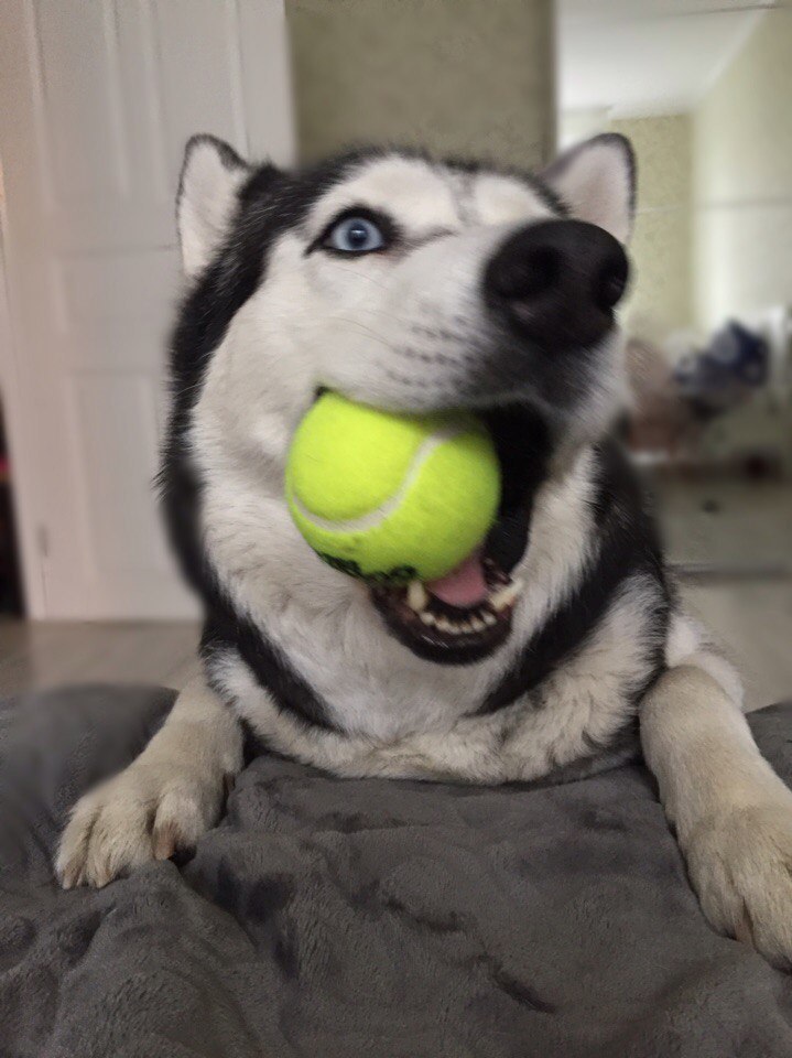 The morning does not begin with coffee... - My, Dog, Morning, Games