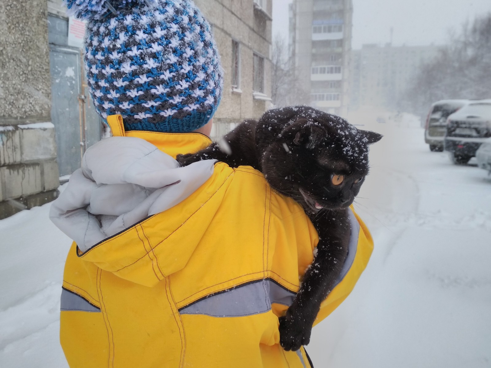 Snow Leopard - My, cat, Snow, Weekend, Longpost