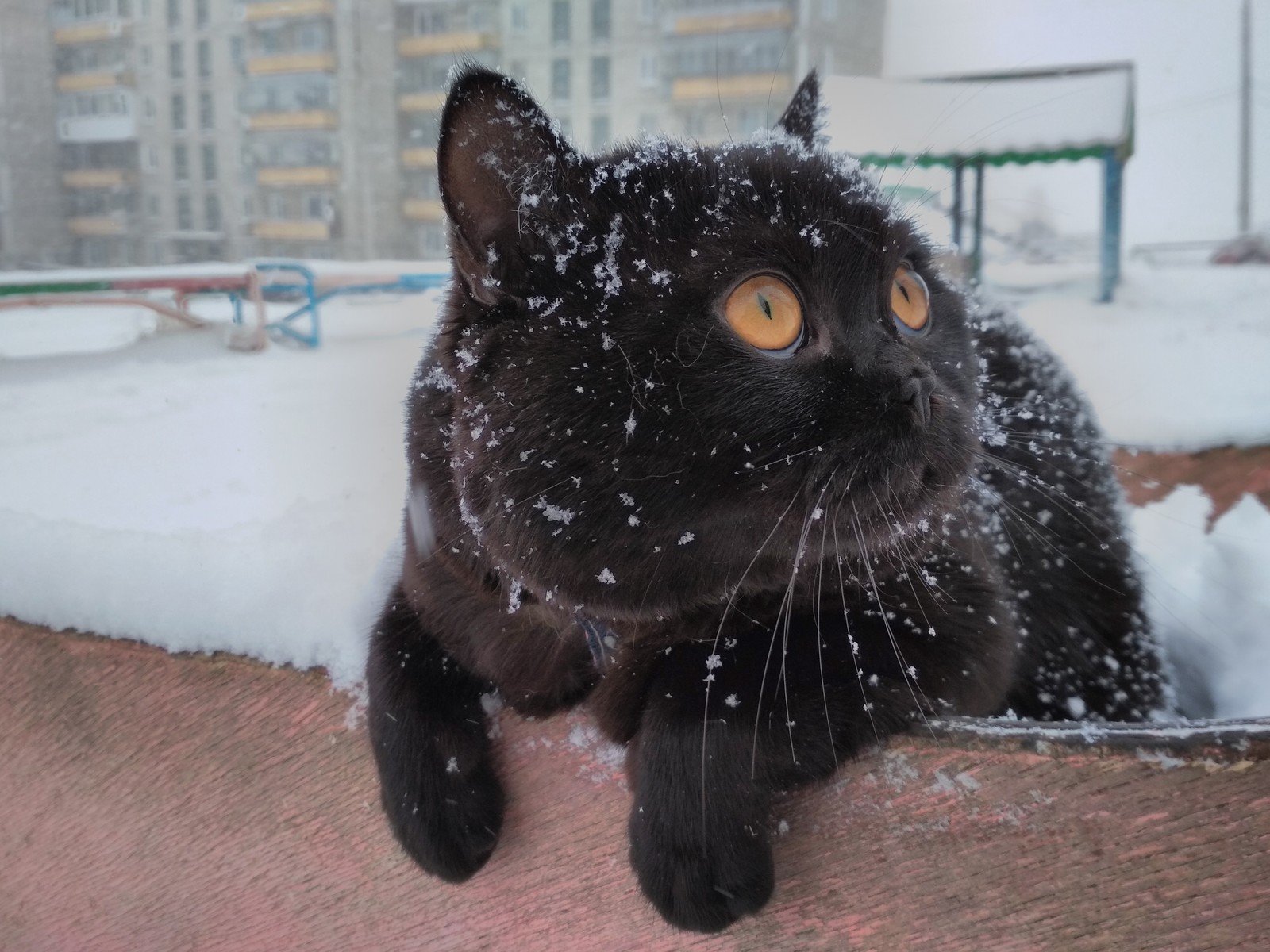 Snow Leopard - My, cat, Snow, Weekend, Longpost