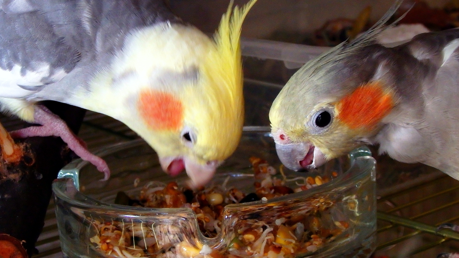 How to trick a parrot a little. - My, Birds, A parrot, Corella, , Nutrition